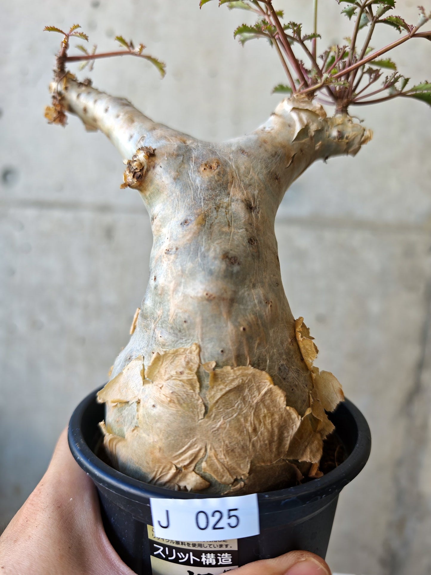 【現品限り】キフォステンマ・ベティフォルメ ナローリーフ 現地株 発根済み【J25】 Cyphostemma betiforme Somalia