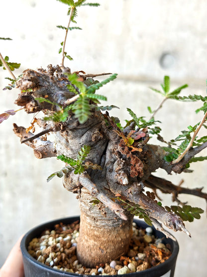 【現品限り】ボスウェリア・ネグレクタ ブラックスキン 現地株 発根済み【J26】 Boswellia neglecta