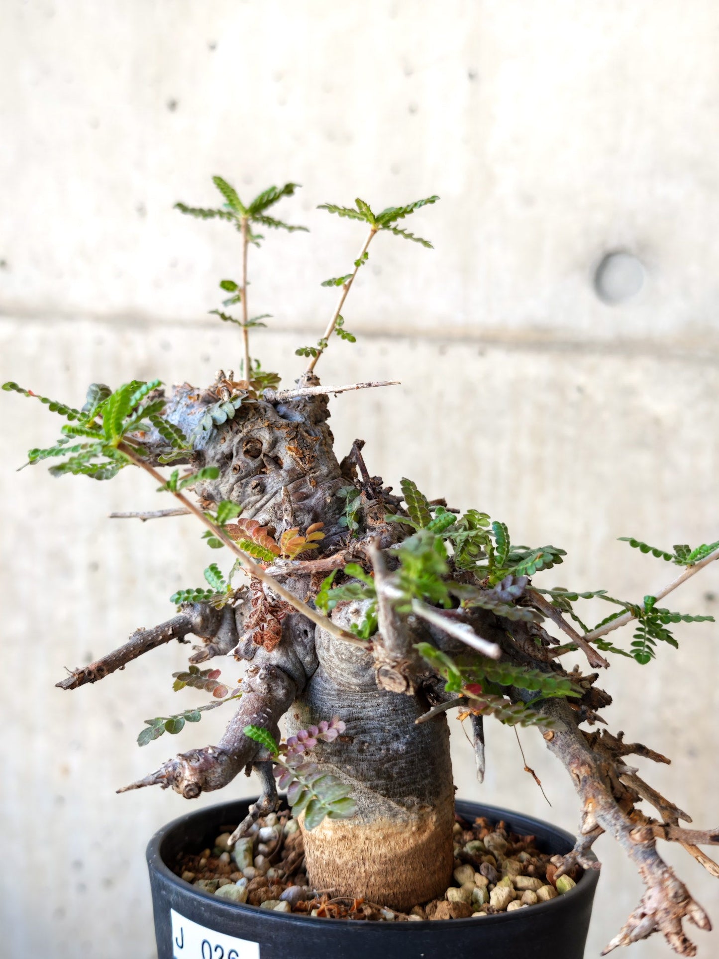 【現品限り】ボスウェリア・ネグレクタ ブラックスキン 現地株 発根済み【J26】 Boswellia neglecta