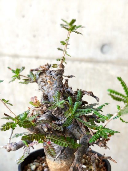 【現品限り】ボスウェリア・ネグレクタ ブラックスキン 現地株 発根済み【J26】 Boswellia neglecta