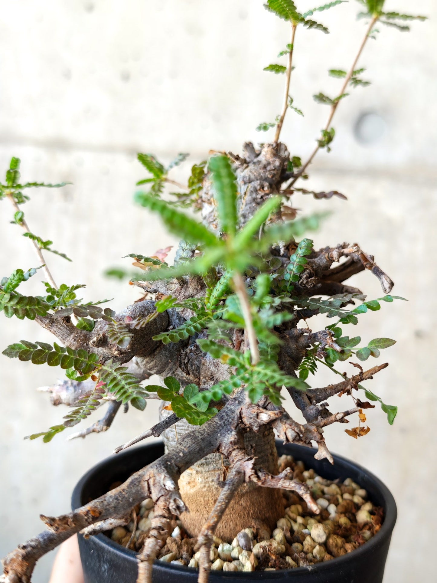 【現品限り】ボスウェリア・ネグレクタ ブラックスキン 現地株 発根済み【J26】 Boswellia neglecta