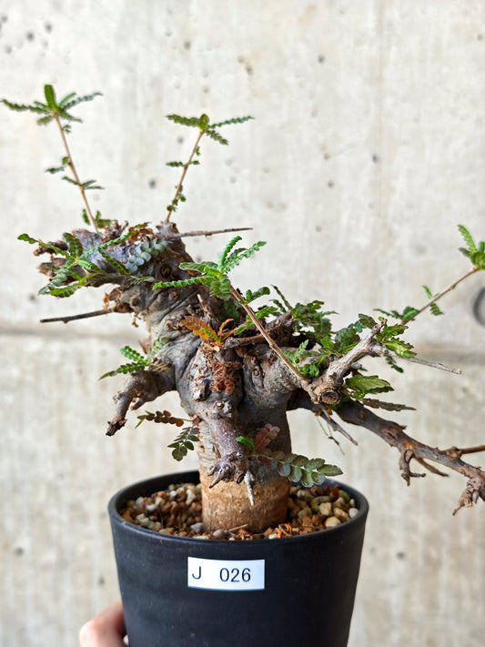 【現品限り】ボスウェリア・ネグレクタ ブラックスキン 現地株 発根済み【J26】 Boswellia neglecta