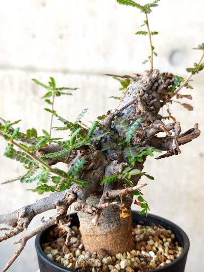 【現品限り】ボスウェリア・ネグレクタ ブラックスキン 現地株 発根済み【J26】 Boswellia neglecta