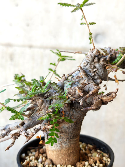 【現品限り】ボスウェリア・ネグレクタ ブラックスキン 現地株 発根済み【J26】 Boswellia neglecta