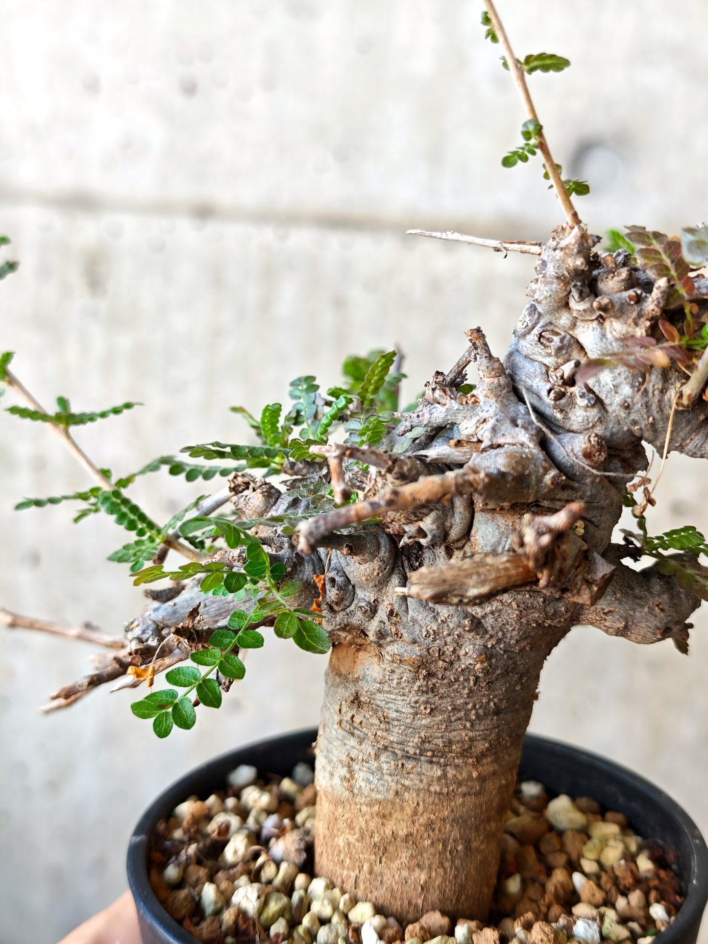 【現品限り】ボスウェリア・ネグレクタ ブラックスキン 現地株 発根済み【J26】 Boswellia neglecta
