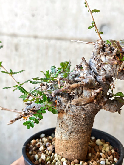 【現品限り】ボスウェリア・ネグレクタ ブラックスキン 現地株 発根済み【J26】 Boswellia neglecta