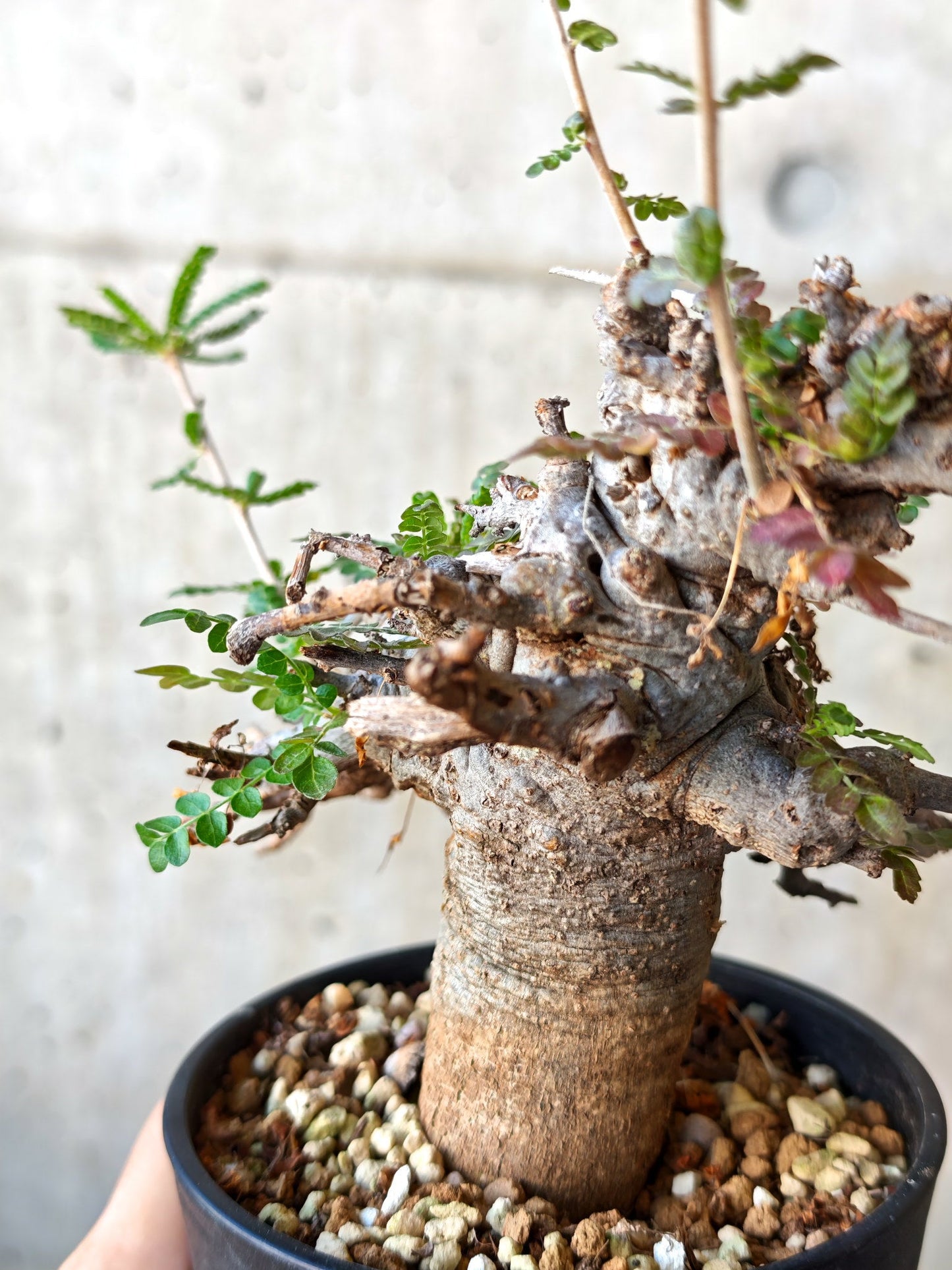 【現品限り】ボスウェリア・ネグレクタ ブラックスキン 現地株 発根済み【J26】 Boswellia neglecta