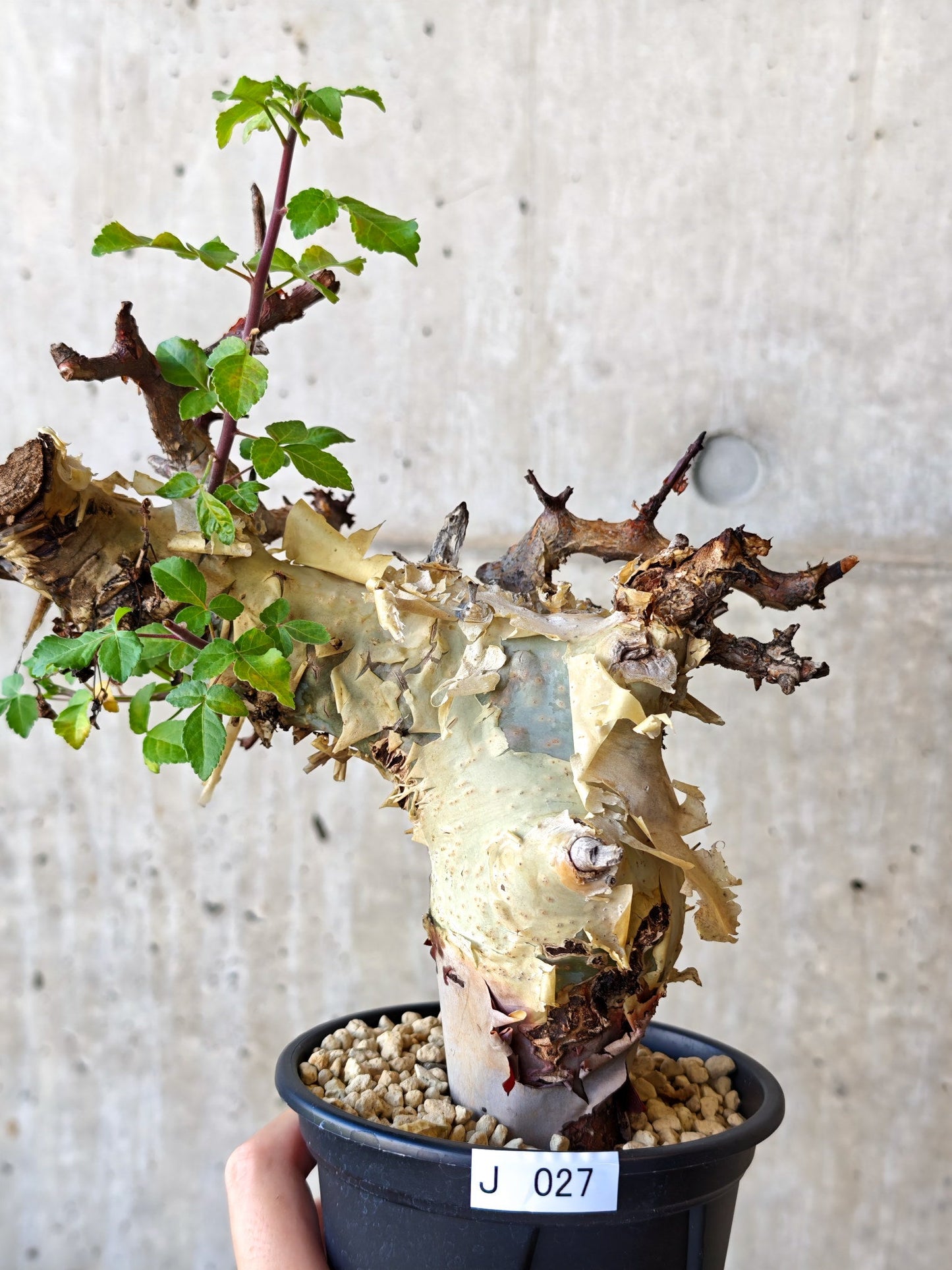 【現品限り】コミフォラ・カタフ ターカネンシス 現地株 発根済み【J27】 Commiphora kataf turkanensis