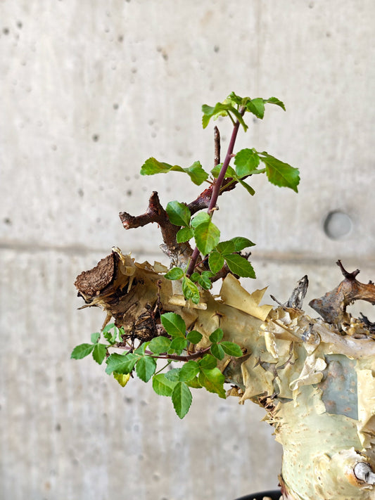 【現品限り】コミフォラ・カタフ ターカネンシス 現地株 発根済み【J27】 Commiphora kataf turkanensis