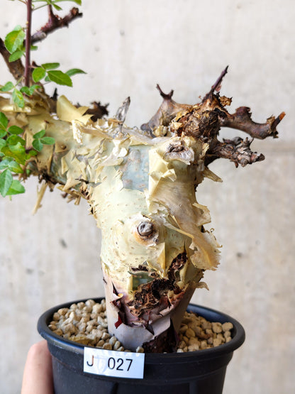 【現品限り】コミフォラ・カタフ ターカネンシス 現地株 発根済み【J27】 Commiphora kataf turkanensis
