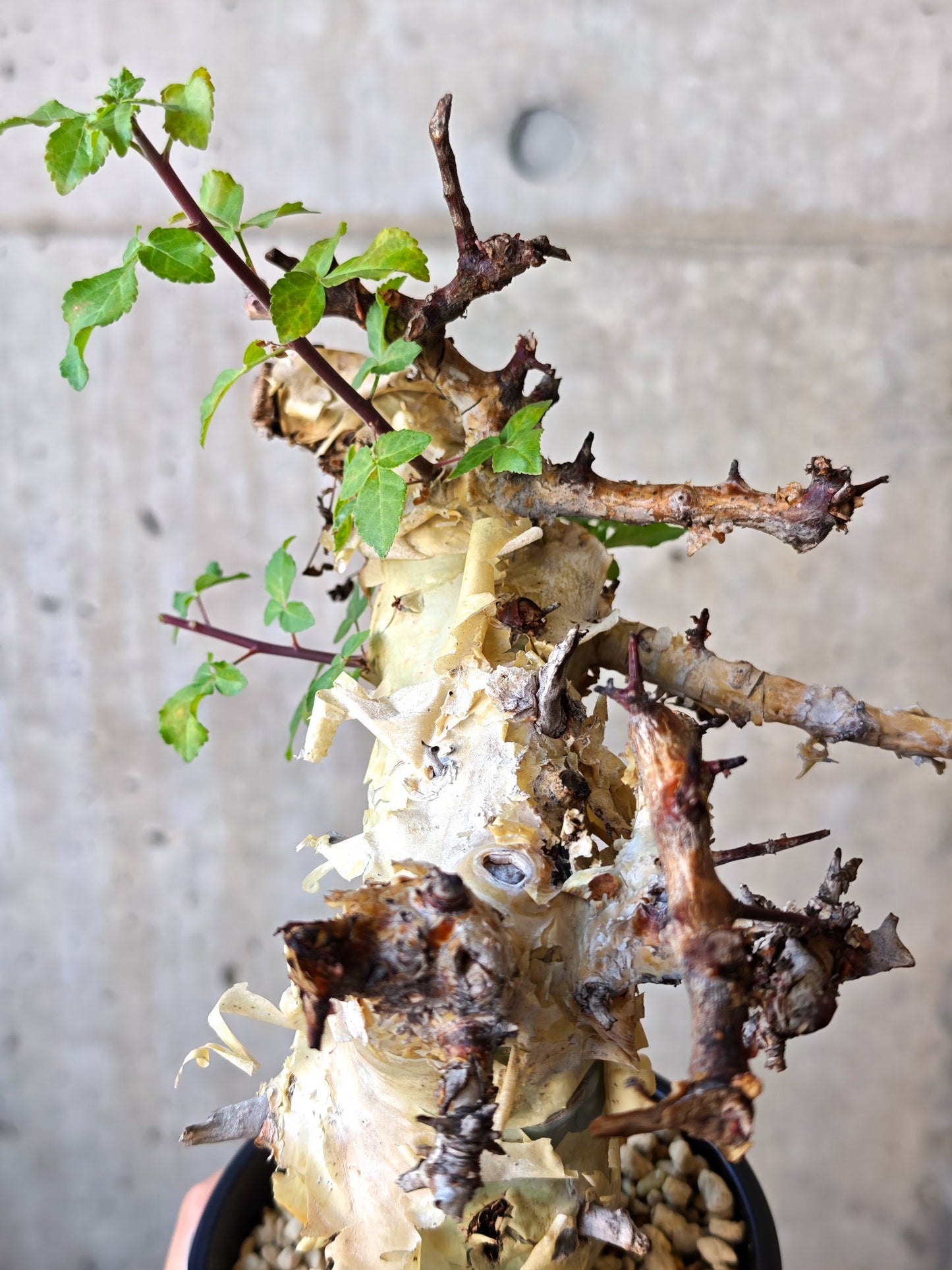 【現品限り】コミフォラ・カタフ ターカネンシス 現地株 発根済み【J27】 Commiphora kataf turkanensis