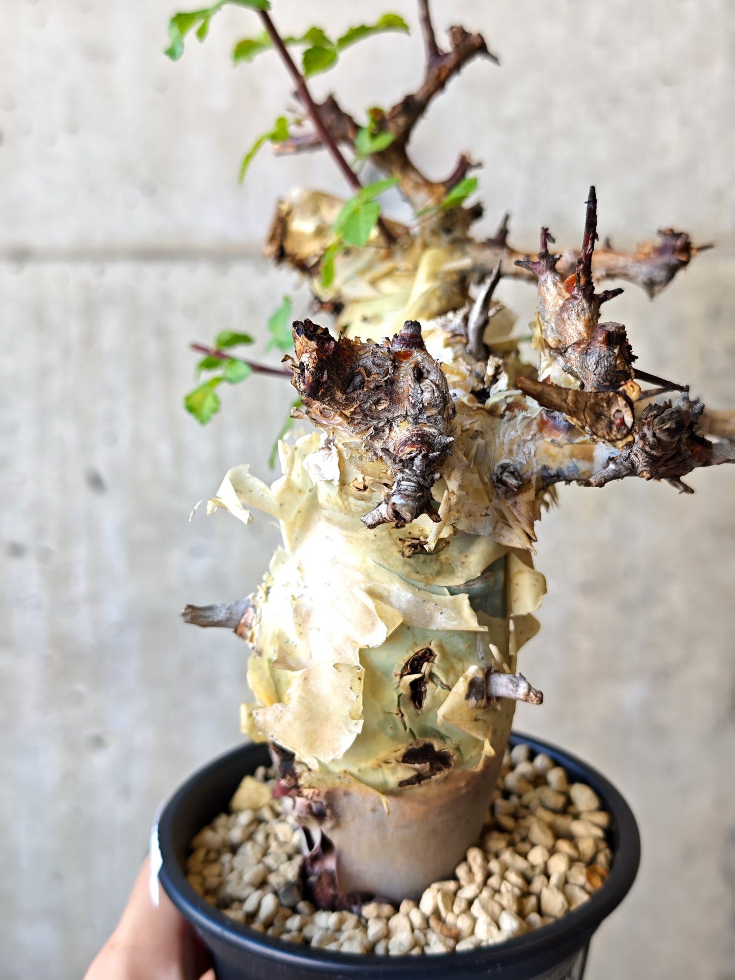【現品限り】コミフォラ・カタフ ターカネンシス 現地株 発根済み【J27】 Commiphora kataf turkanensis