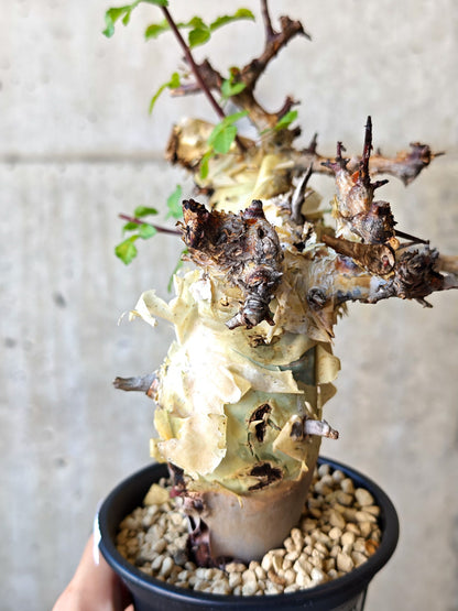 【現品限り】コミフォラ・カタフ ターカネンシス 現地株 発根済み【J27】 Commiphora kataf turkanensis