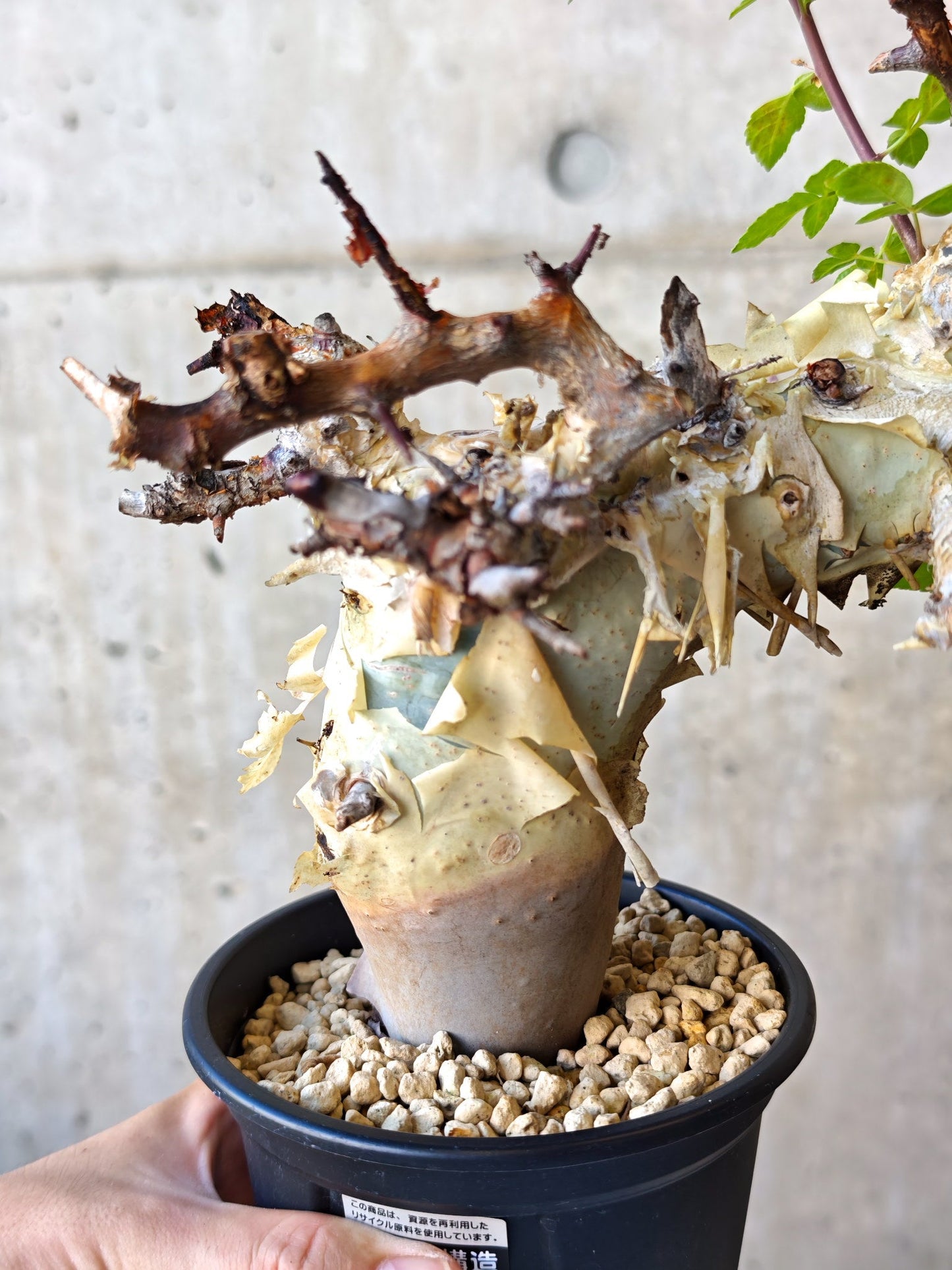 【現品限り】コミフォラ・カタフ ターカネンシス 現地株 発根済み【J27】 Commiphora kataf turkanensis