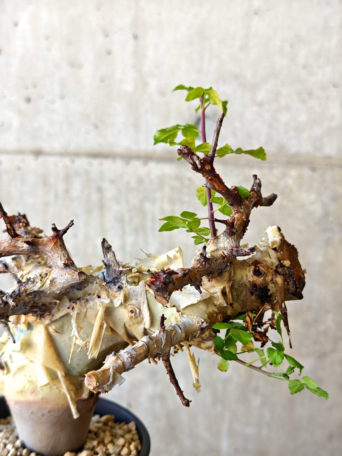 【現品限り】コミフォラ・カタフ ターカネンシス 現地株 発根済み【J27】 Commiphora kataf turkanensis