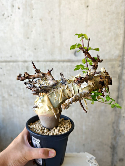【現品限り】コミフォラ・カタフ ターカネンシス 現地株 発根済み【J27】 Commiphora kataf turkanensis