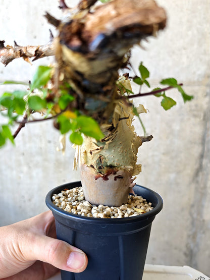 【現品限り】コミフォラ・カタフ ターカネンシス 現地株 発根済み【J27】 Commiphora kataf turkanensis