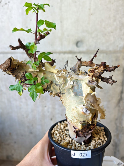 【現品限り】コミフォラ・カタフ ターカネンシス 現地株 発根済み【J27】 Commiphora kataf turkanensis