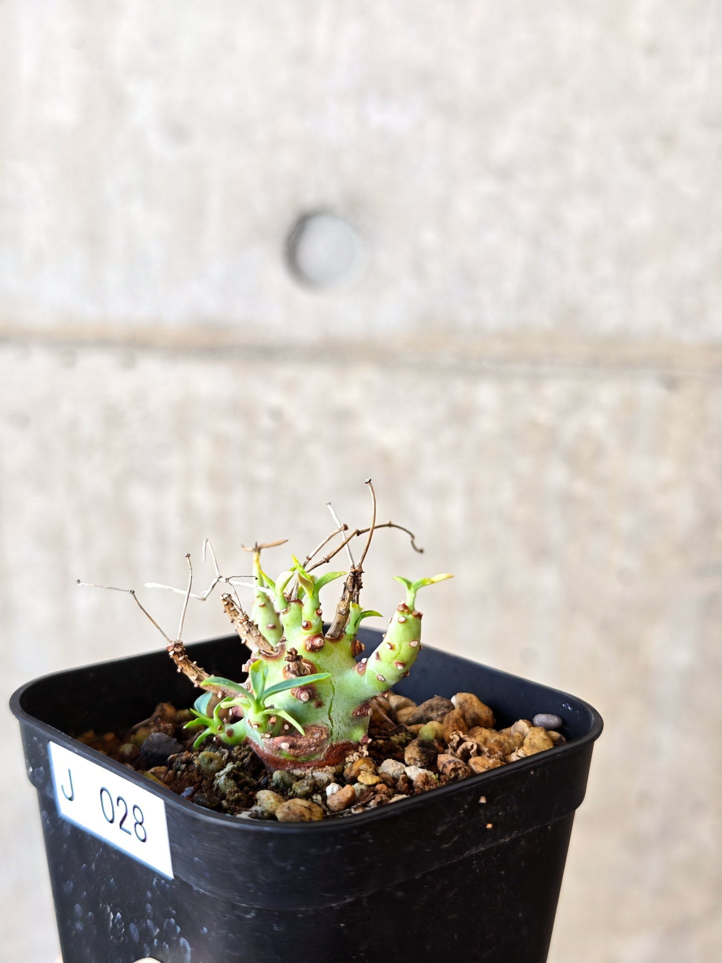 【現品限り】ユーフォルビア・エチュベルクローサ 実生【J28】 Euphorbia etuberculosa