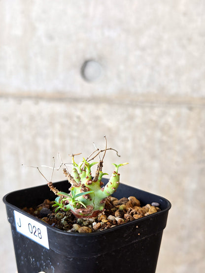 【現品限り】ユーフォルビア・エチュベルクローサ 実生【J28】 Euphorbia etuberculosa