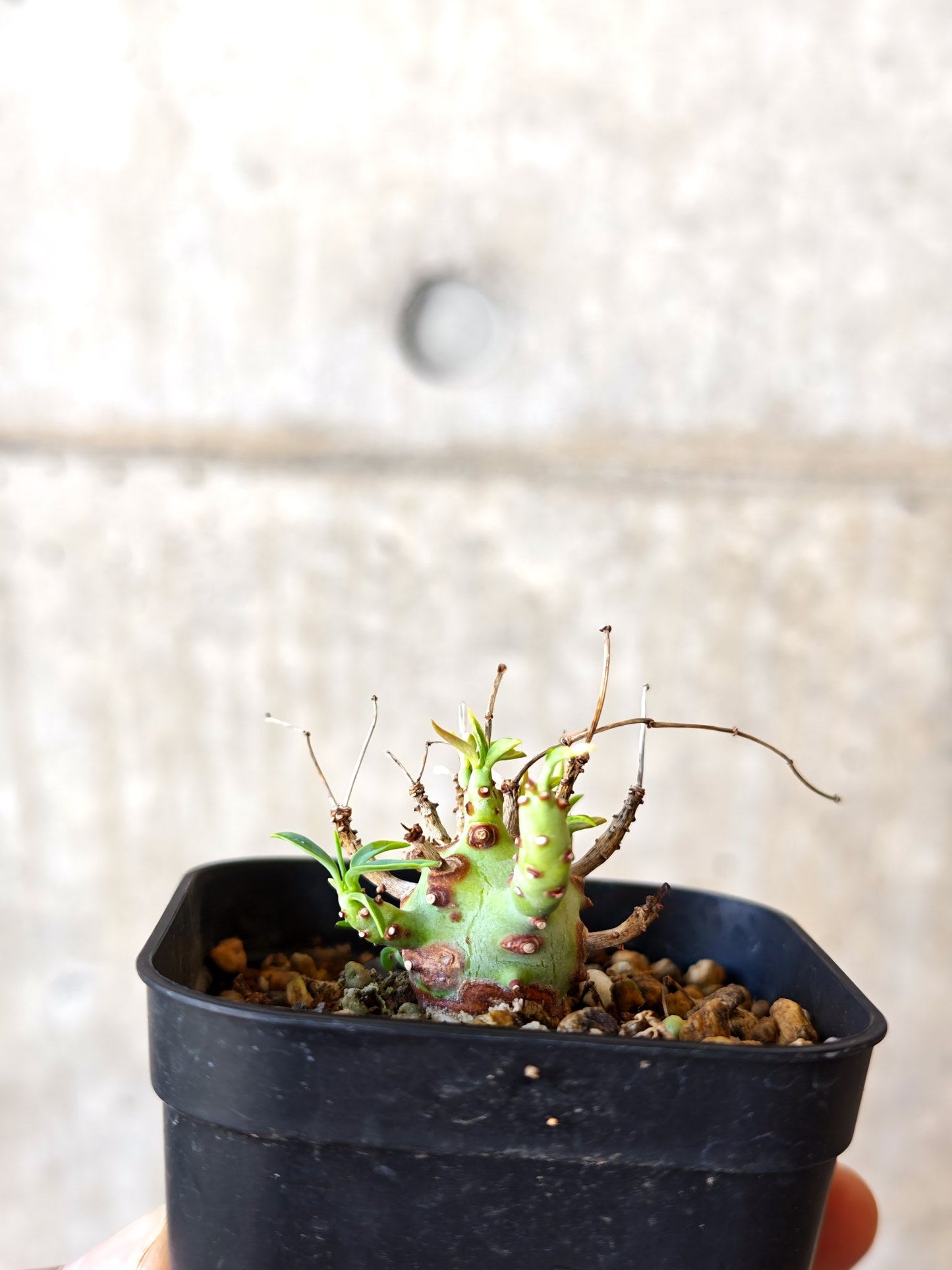 【現品限り】ユーフォルビア・エチュベルクローサ 実生【J28】 Euphorbia etuberculosa