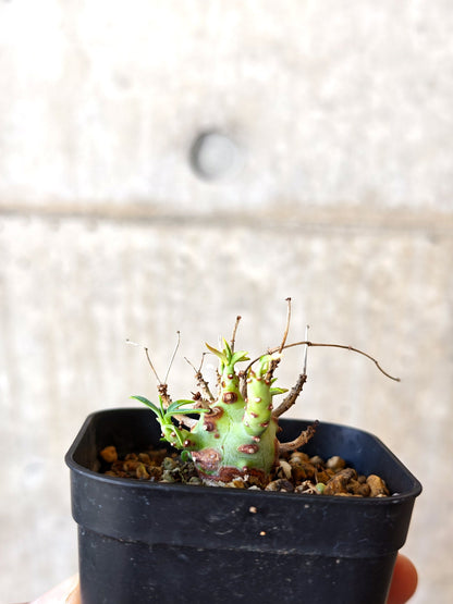 【現品限り】ユーフォルビア・エチュベルクローサ 実生【J28】 Euphorbia etuberculosa