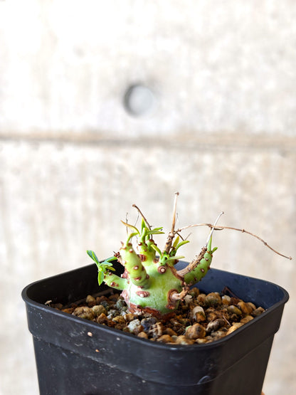 【現品限り】ユーフォルビア・エチュベルクローサ 実生【J28】 Euphorbia etuberculosa