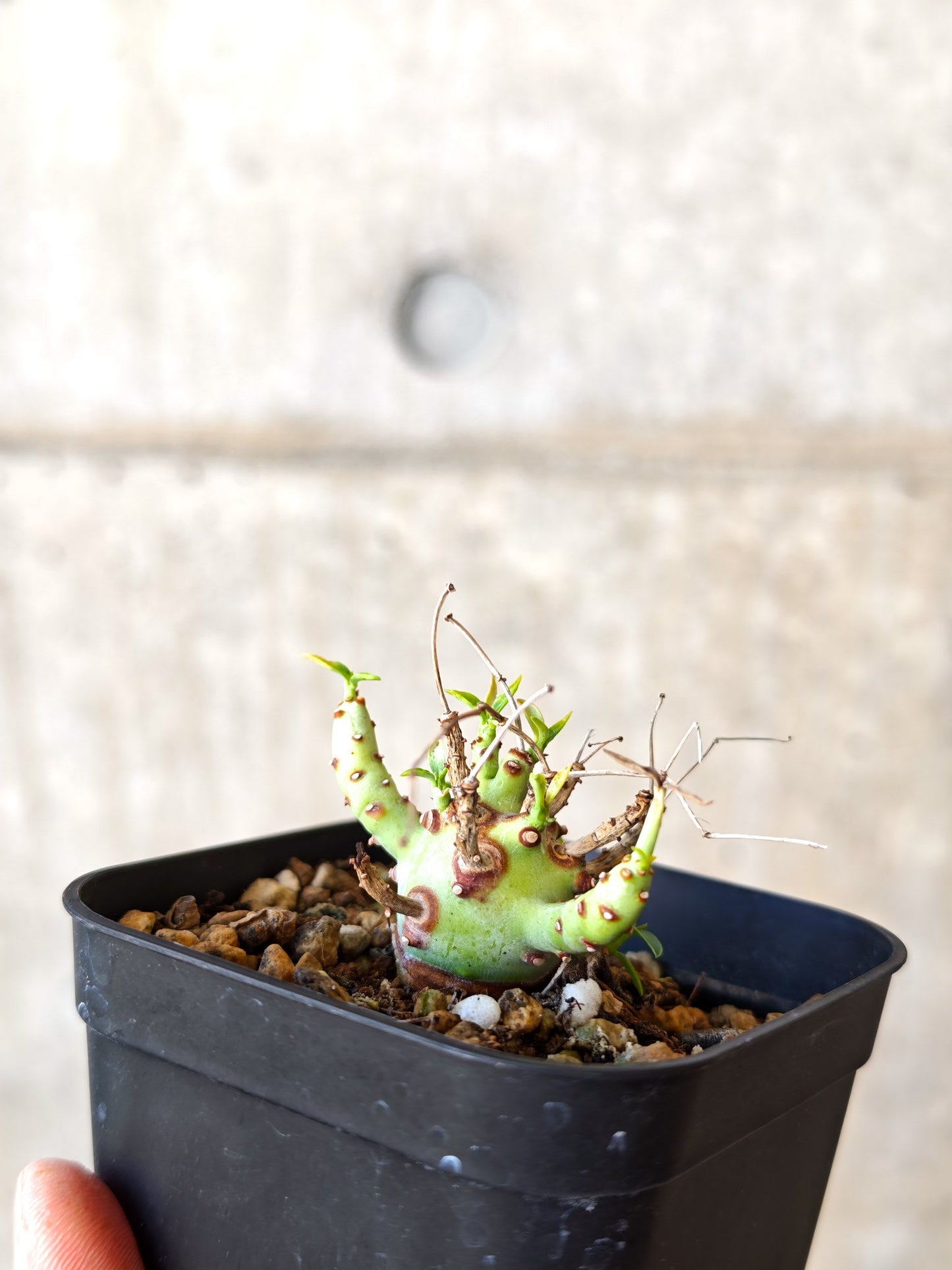 【現品限り】ユーフォルビア・エチュベルクローサ 実生【J28】 Euphorbia etuberculosa