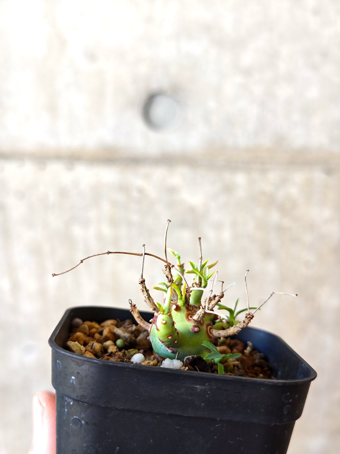 【現品限り】ユーフォルビア・エチュベルクローサ 実生【J28】 Euphorbia etuberculosa