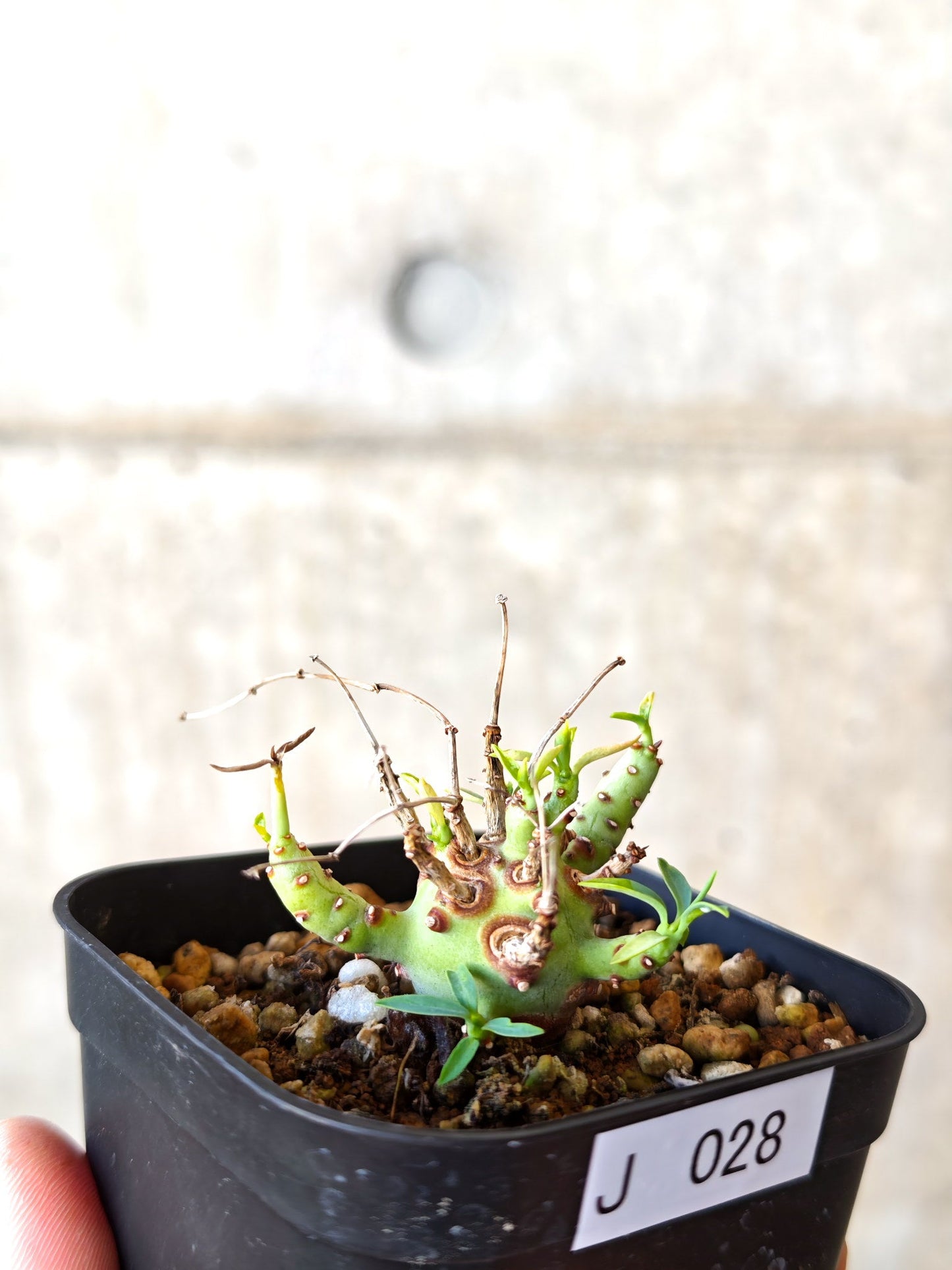【現品限り】ユーフォルビア・エチュベルクローサ 実生【J28】 Euphorbia etuberculosa