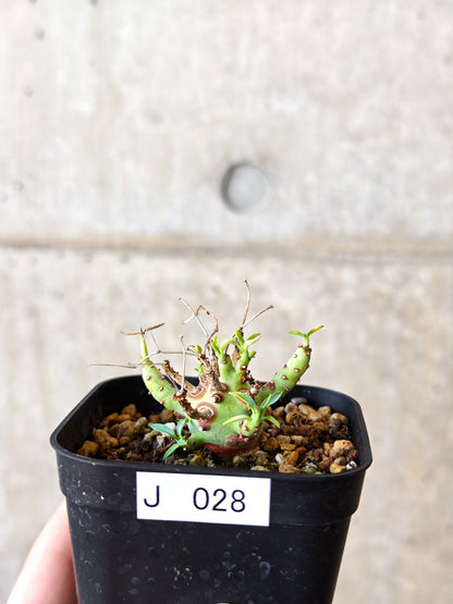 【現品限り】ユーフォルビア・エチュベルクローサ 実生【J28】 Euphorbia etuberculosa
