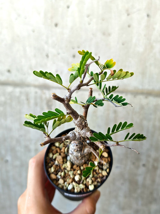 【現品限り】センナ・メリディオナリス 実生【J3】 Senna meridionalis
