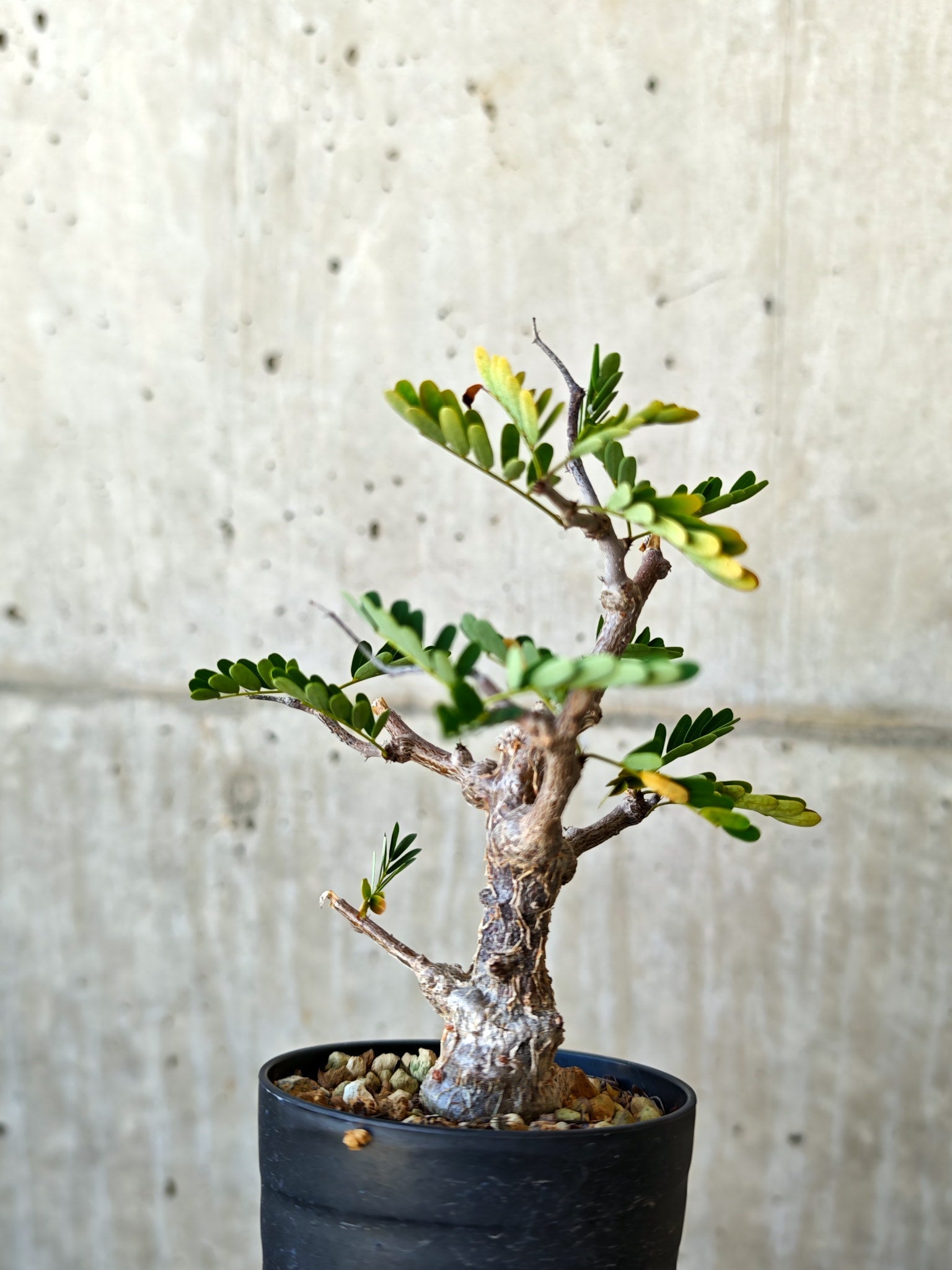 センナ・メリディオナリス 実生【J3】 Senna meridionalis 塊根植物