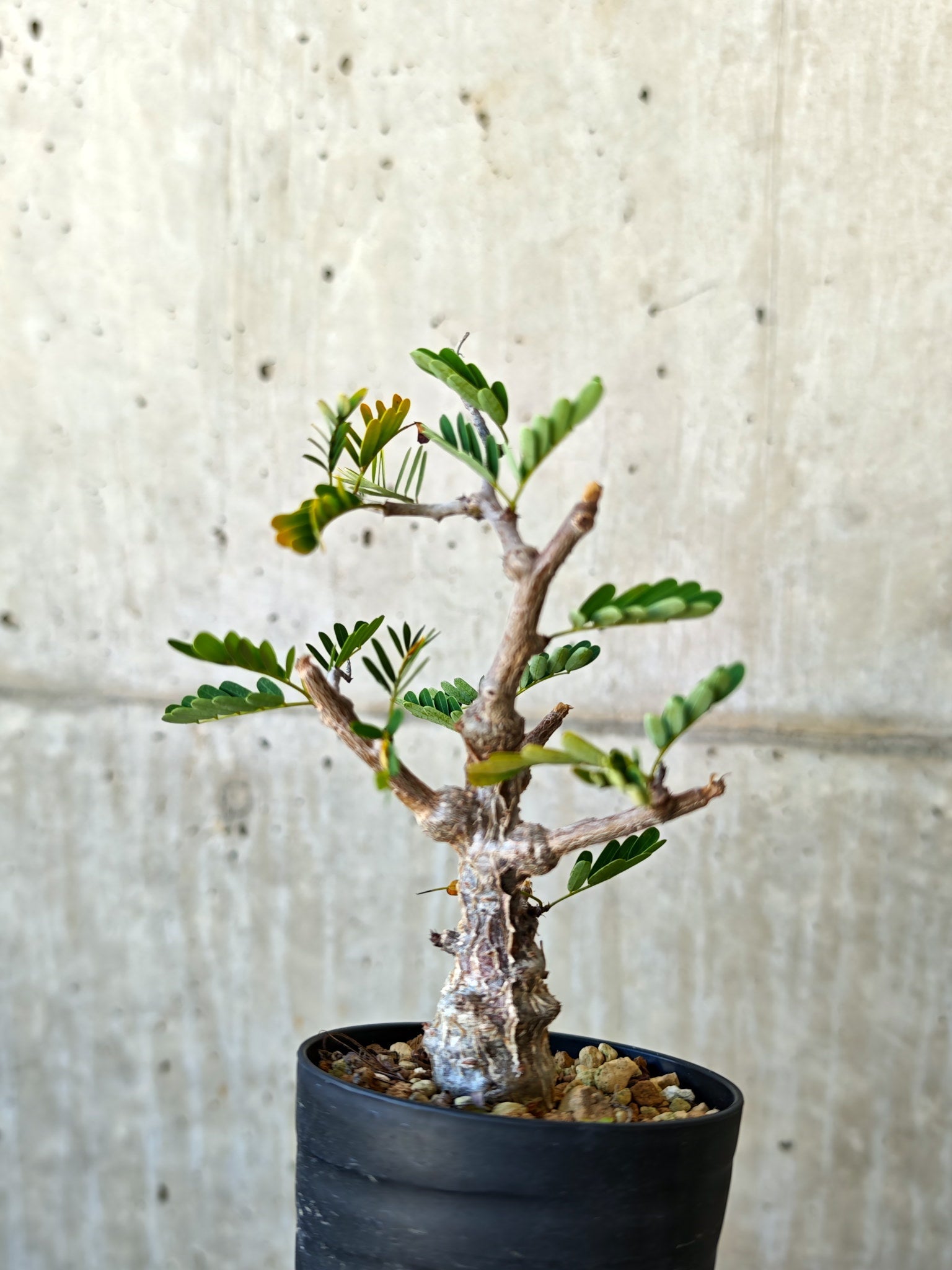 センナメリディオナリス　実生　コレクション株 センナ・メリディオナリス 実生【J3】 Senna meridionalis 塊根植物