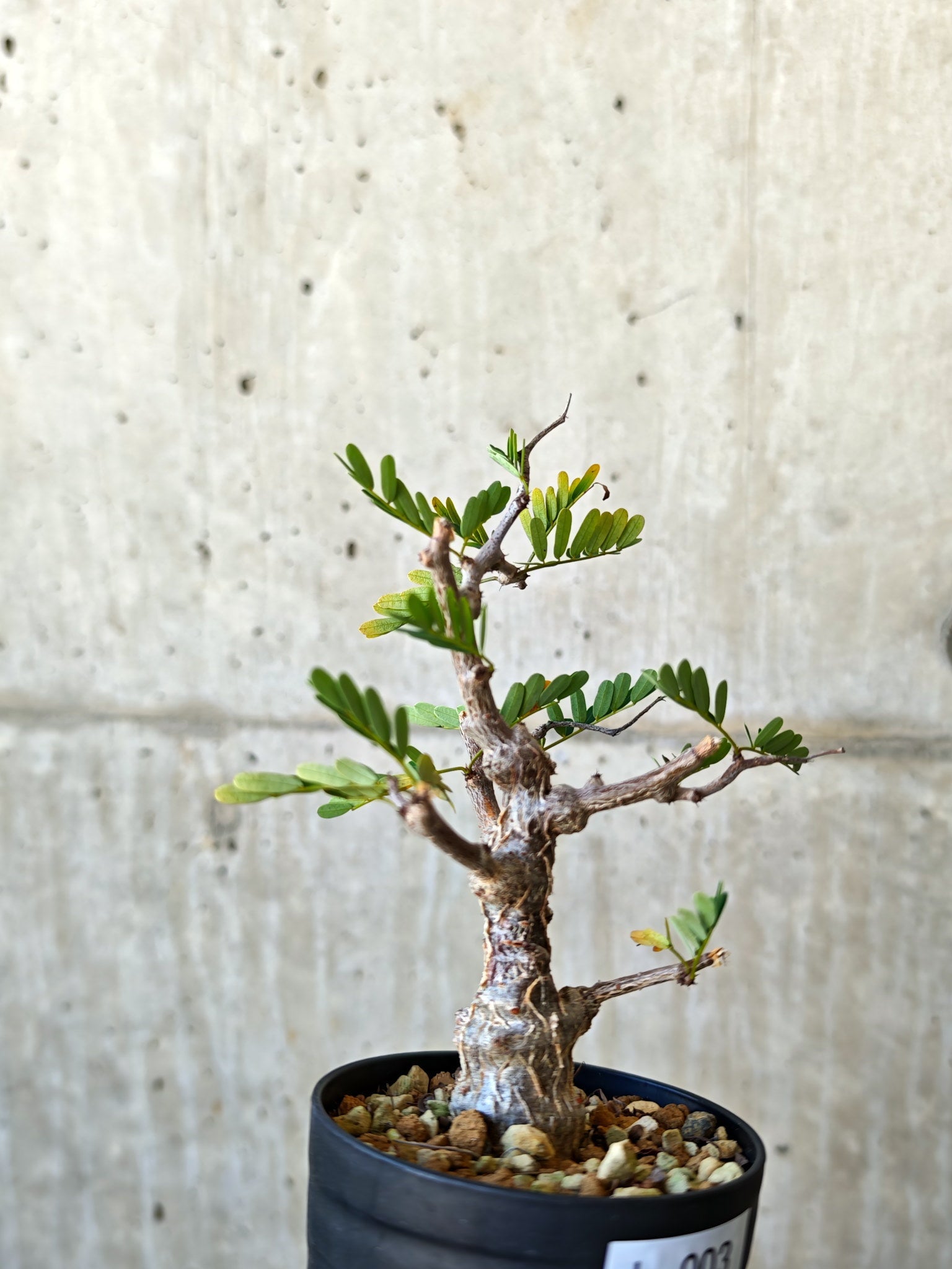 センナ・メリディオナリス 実生【J3】 Senna meridionalis 塊根植物