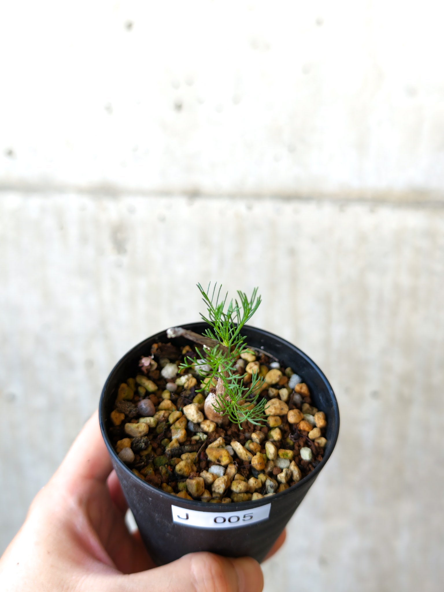 コミフォラ・クラウセリアーナ 実生【J5】 Commiphora kraeuseliana