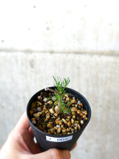 【現品限り】コミフォラ・クラウセリアーナ 実生【J5】 Commiphora kraeuseliana