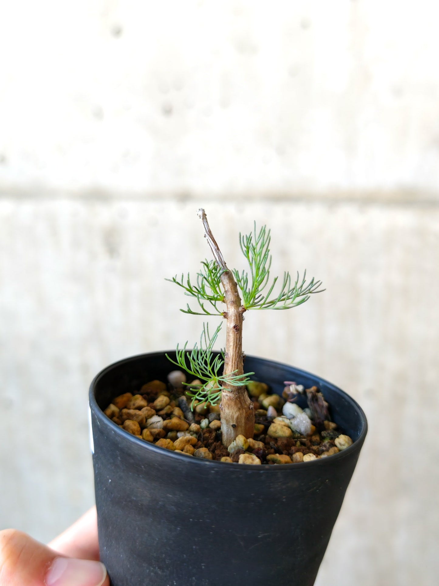 【現品限り】コミフォラ・クラウセリアーナ 実生【J5】 Commiphora kraeuseliana
