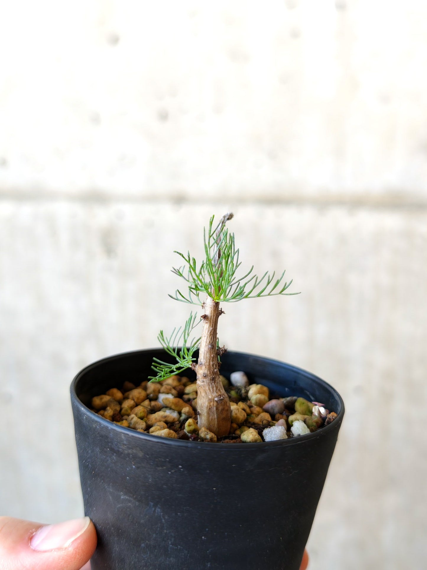 【現品限り】コミフォラ・クラウセリアーナ 実生【J5】 Commiphora kraeuseliana