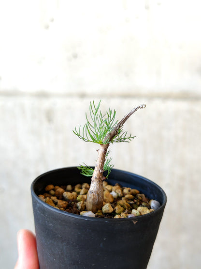 【現品限り】コミフォラ・クラウセリアーナ 実生【J5】 Commiphora kraeuseliana