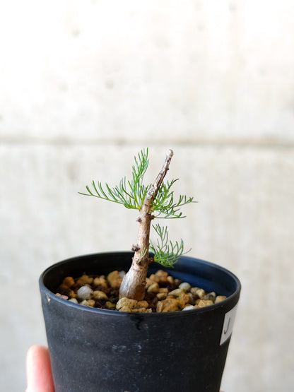 【現品限り】コミフォラ・クラウセリアーナ 実生【J5】 Commiphora kraeuseliana