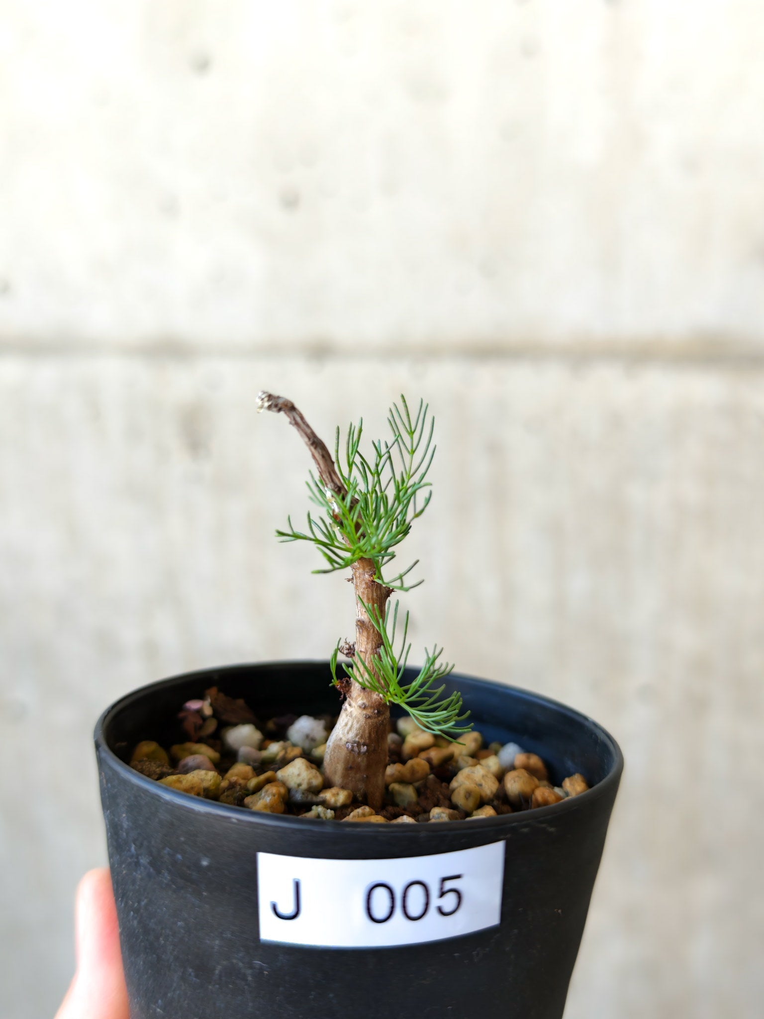 コミフォラ・クラウセリアーナ 実生【J5】 Commiphora kraeuseliana
