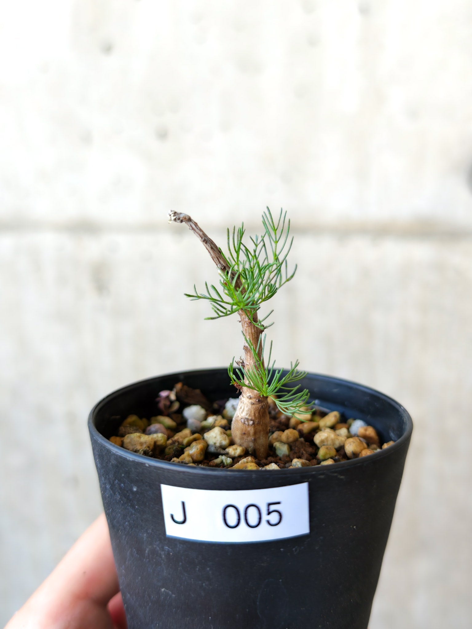 d*3様 週末セール‼️一点のみ‼️珍奇植物‼️実生株　コミフォラ クラウセリア コミフォラ・クラウセリアーナ 実生【J5】 Commiphora kraeuseliana