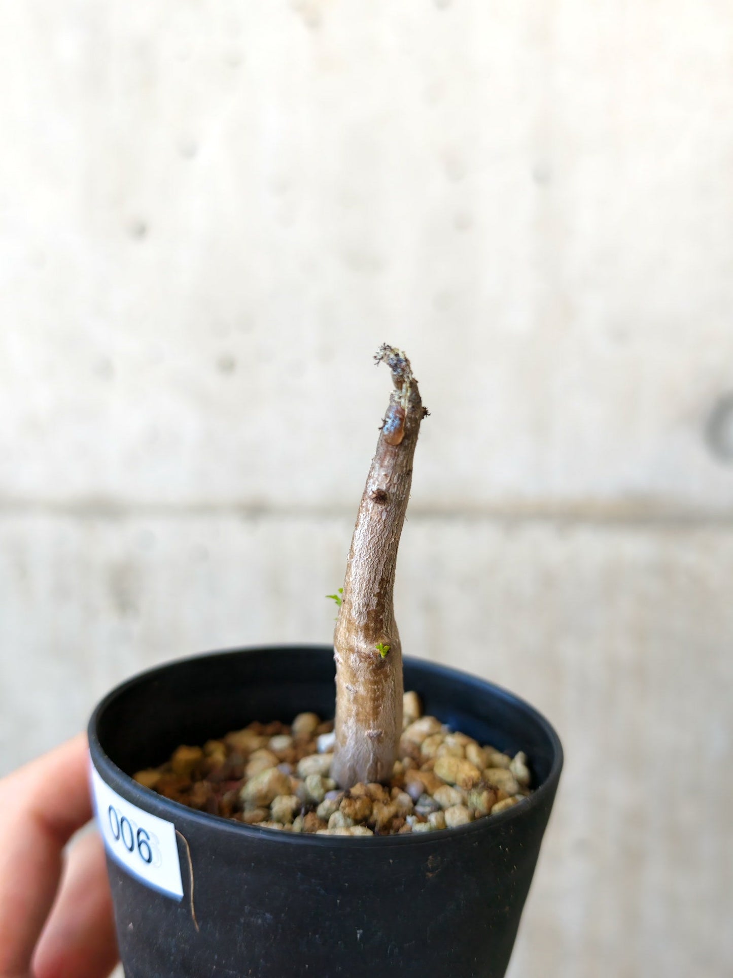 【現品限り】コミフォラ・クラウセリアーナ 実生【J6】 Commiphora kraeuseliana