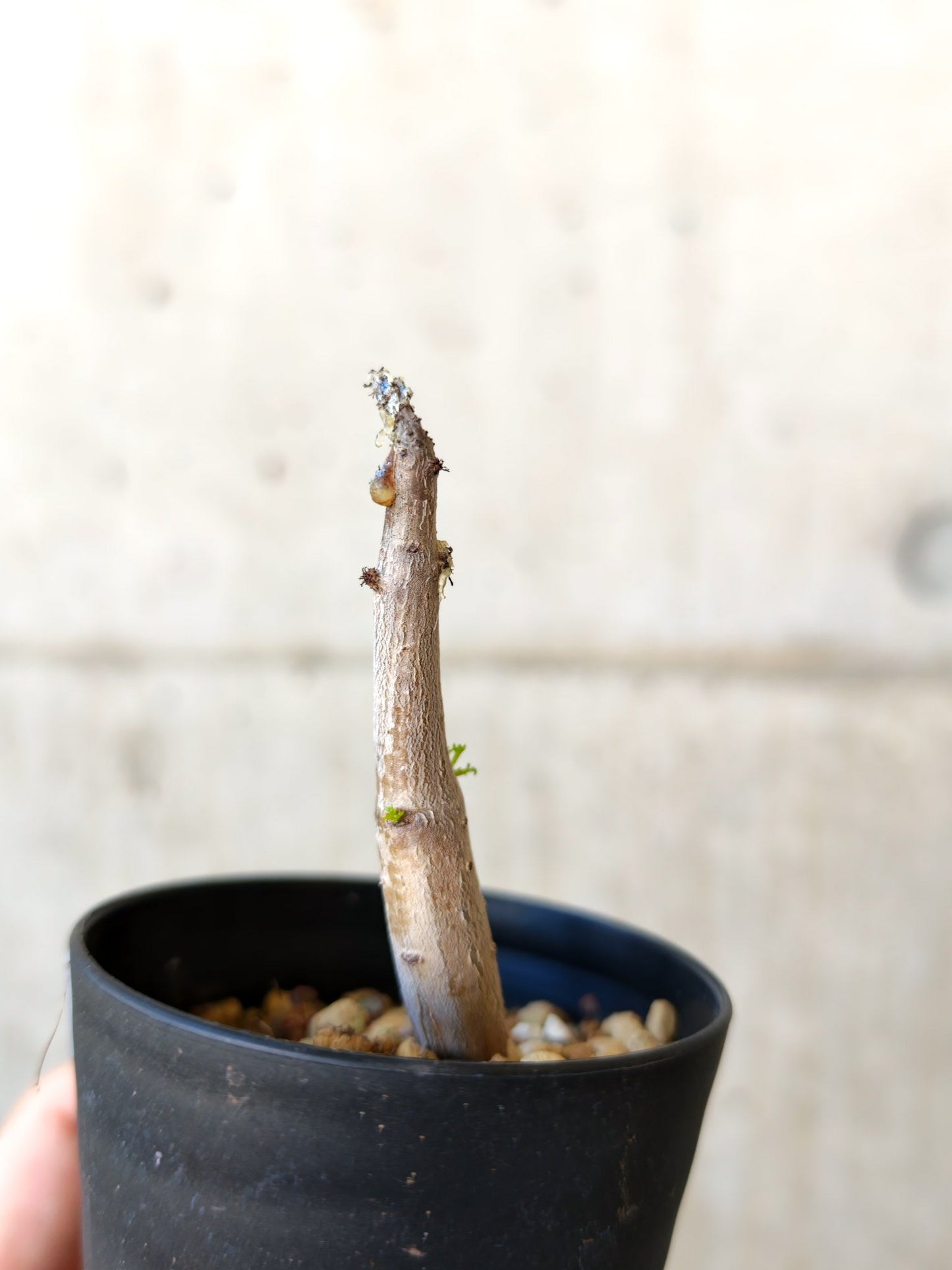 【現品限り】コミフォラ・クラウセリアーナ 実生【J6】 Commiphora kraeuseliana