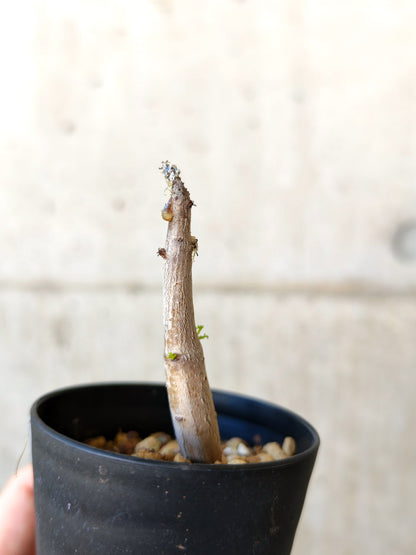 【現品限り】コミフォラ・クラウセリアーナ 実生【J6】 Commiphora kraeuseliana