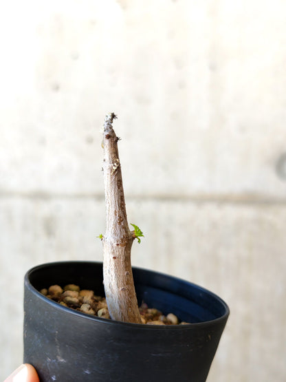 【現品限り】コミフォラ・クラウセリアーナ 実生【J6】 Commiphora kraeuseliana
