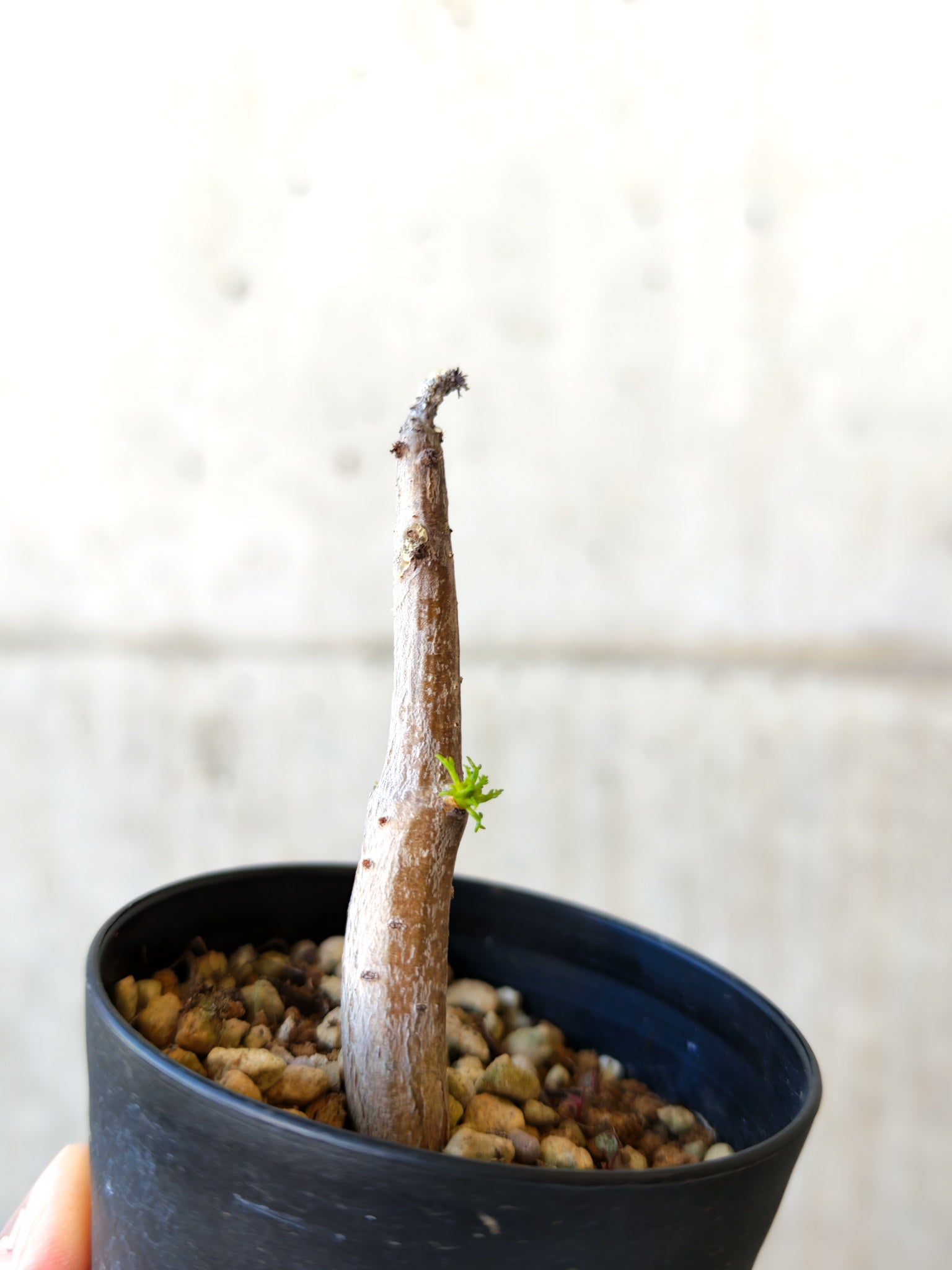 コミフォラ・クラウセリアーナ 実生【J6】 Commiphora kraeuseliana
