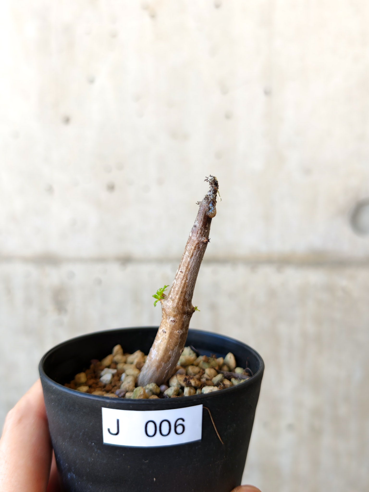 コミフォラ(Commiphora) – プラントブラザーズ