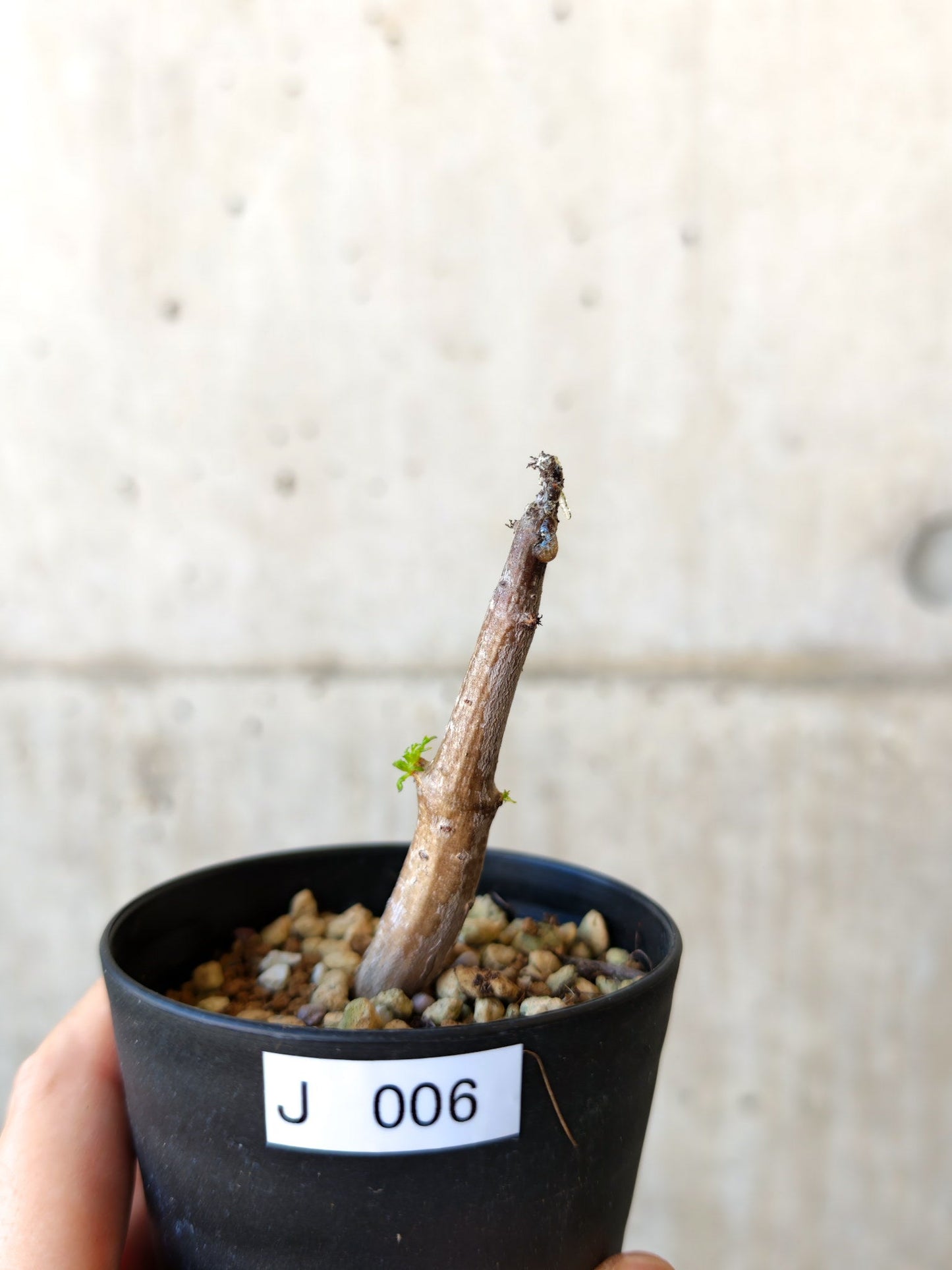 【現品限り】コミフォラ・クラウセリアーナ 実生【J6】 Commiphora kraeuseliana